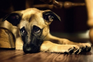 W moskwie pojawią się charytatywna wystawa zwierząt W moskwie pojawią się charytatywna wystawa zwierząt